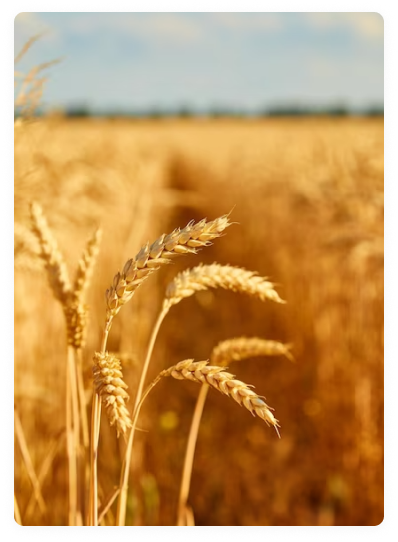 Bringing Food Production Back To Cities